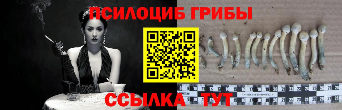 Орехово-Зуево  Псилоцибиновые грибы Psilocybe  Вход с VPN  Псилоцибиновые грибы Psilocybe 